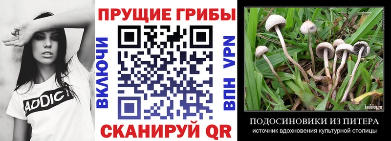 Псилоцибиновые грибы Psilocybe Барабинск